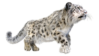 Obraz premium Renderowanie 3D Snow Leopard na białym tle
