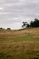 Morning walk around Petworth Park, Petworth, West Sussex, England, UK