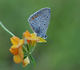 The common blue butterfly Polyommatus icarus  in the early morning in a clearing among forest flowers in a clearing in dew