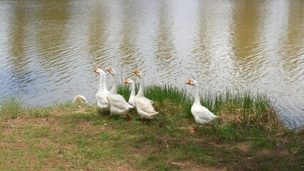 swans on the lake