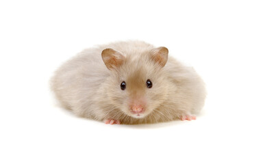 Hamster isolated on white background