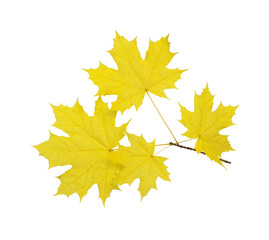 Autumn leaves isolated on white background.