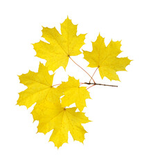 Branch of autumn leaves isolated on white