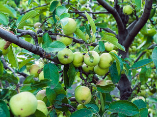 many unripe green apples on a tree branch in the garden