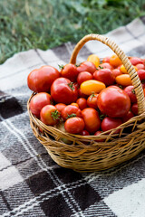 A basket with tomatoes on a blanket. Fresh organic food from the garden.