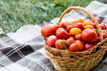 A basket with tomatoes on a blanket. Fresh organic food from the garden.
