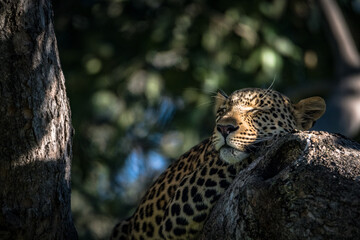 When the leopard sleep