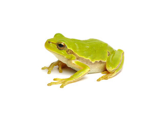 Green tree frog isolated on white