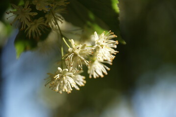 Lindenblüte