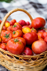 A basket with tomatoes on a blanket. Fresh organic food from the garden.