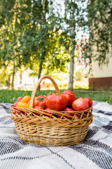 A basket with tomatoes on a blanket. Fresh organic food from the garden.