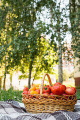 A basket with tomatoes on a blanket. Fresh organic food from the garden.