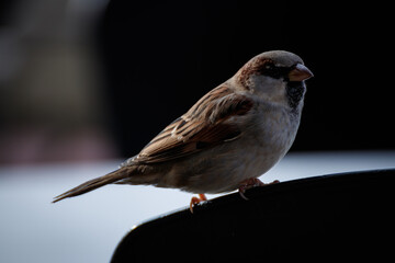 view of a little sparrow