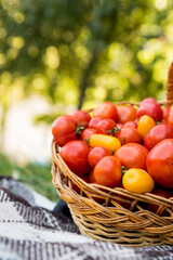 A basket with tomatoes on a blanket. Fresh organic food from the garden.