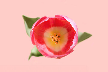 Top view of a beautiful blossomed out tulip flower on pink background