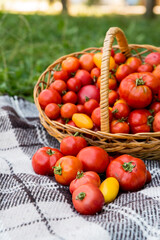 A basket with tomatoes on a blanket. Fresh organic food from the garden.