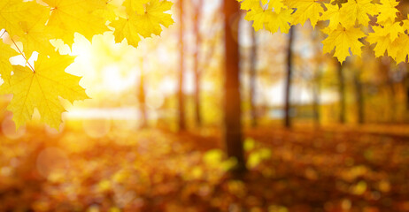  Autumn leaves on the sun and trees