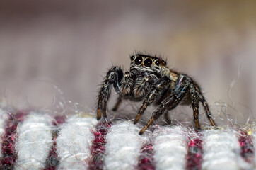 Macro photography of Jumping spider, from the Salticidae family, sitting on bed textile field.