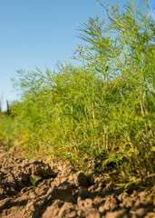 carrot leaves and land, summer view from the garden