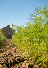 Fototapeta premium carrot leaves and land, summer view from the garden
