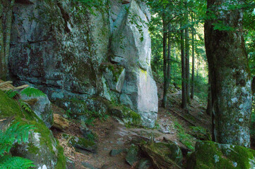 Waldweg in den Vogesen nahe des Gaschney