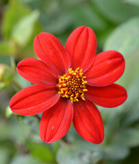 Dahlia