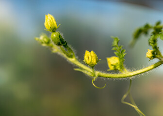 watermelon green leaves and flowers, summer time in the garden, watermelon plant