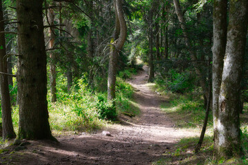 Waldweg in den Vogesen nahe des Gaschney