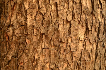 Tree bark texture