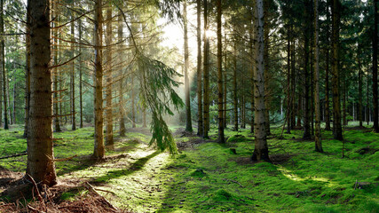 Coniferous forest used for forestry in the light of the morning sun - obrazy, fototapety, plakaty