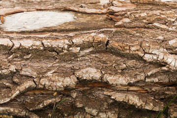 Wooden bark texture. High quality unique texture of tree bark. Close up backdrop
