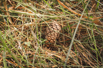 Spruce cone lies on the ground in the forest grass