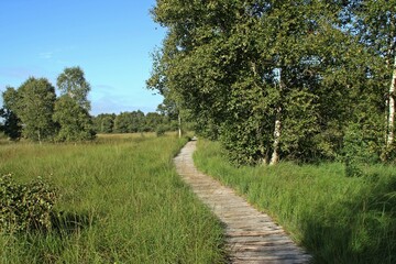 Holzbohlenweg durch das Hochmoor am Ewigen Meer