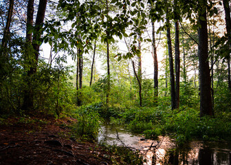 morning in the forest