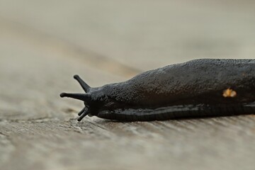 Schwarze Wegschnecke (Arion ater)