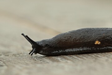 Schwarze Wegschnecke (Arion ater)