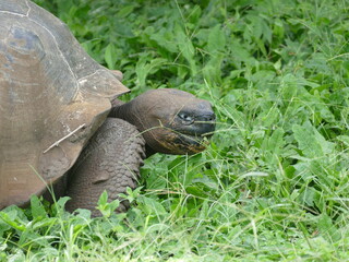Die Galapagos-Riesenschildkröte, Chelonoidis nigra, ist die größte terrestrische...