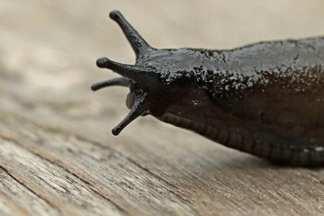 Schwarze Wegschnecke (Arion ater)