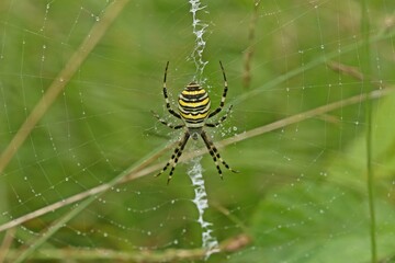 Wespenspinne (Argiope bruennichi)