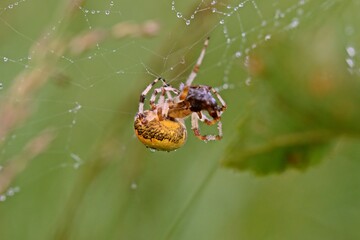  Vierfleckkreuzspinne (Araneus quadratus) mit Beute