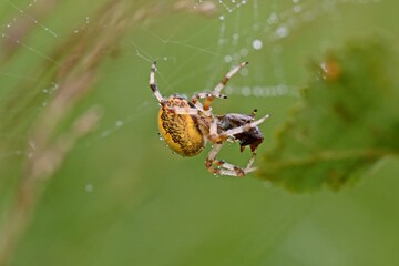  Vierfleckkreuzspinne (Araneus quadratus) mit Beute