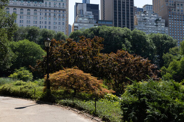 Beautiful Path at Central Park with Green Trees and Plants during Summer and a view of Midtown Skyscrapers in New York City
