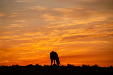 Plakat Horse at sunset