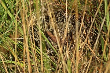 Mooreidechse (Zootoca vivipara) im Hochmoor