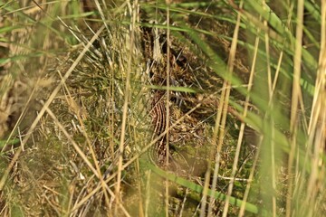 Mooreidechse (Zootoca vivipara) im Hochmoor