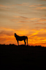 Horse at sunset