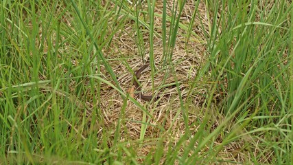 Junge Kreuzotter (Vipera berus) im Moor