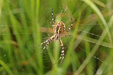 Wespenspinne (Argiope bruennichi) von unten