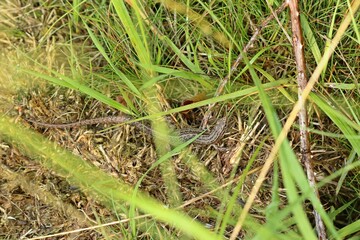 Mooreidechse (Zootoca vivipara) im Hochmoor
