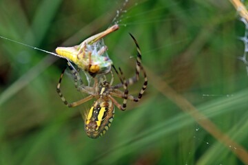 Wespenspinne (Argiope bruennichi) mit erbeutetem Grashüpfer